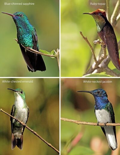 800px Trinidad and Tobago hummingbirds composite