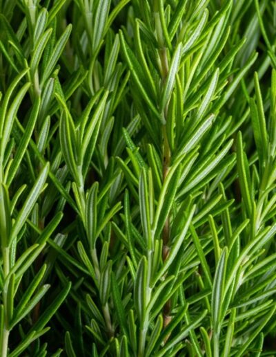 rosemary plant rosmarinus shutterstock com 17869